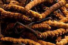 Raupenpilz