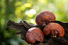 Reishi
