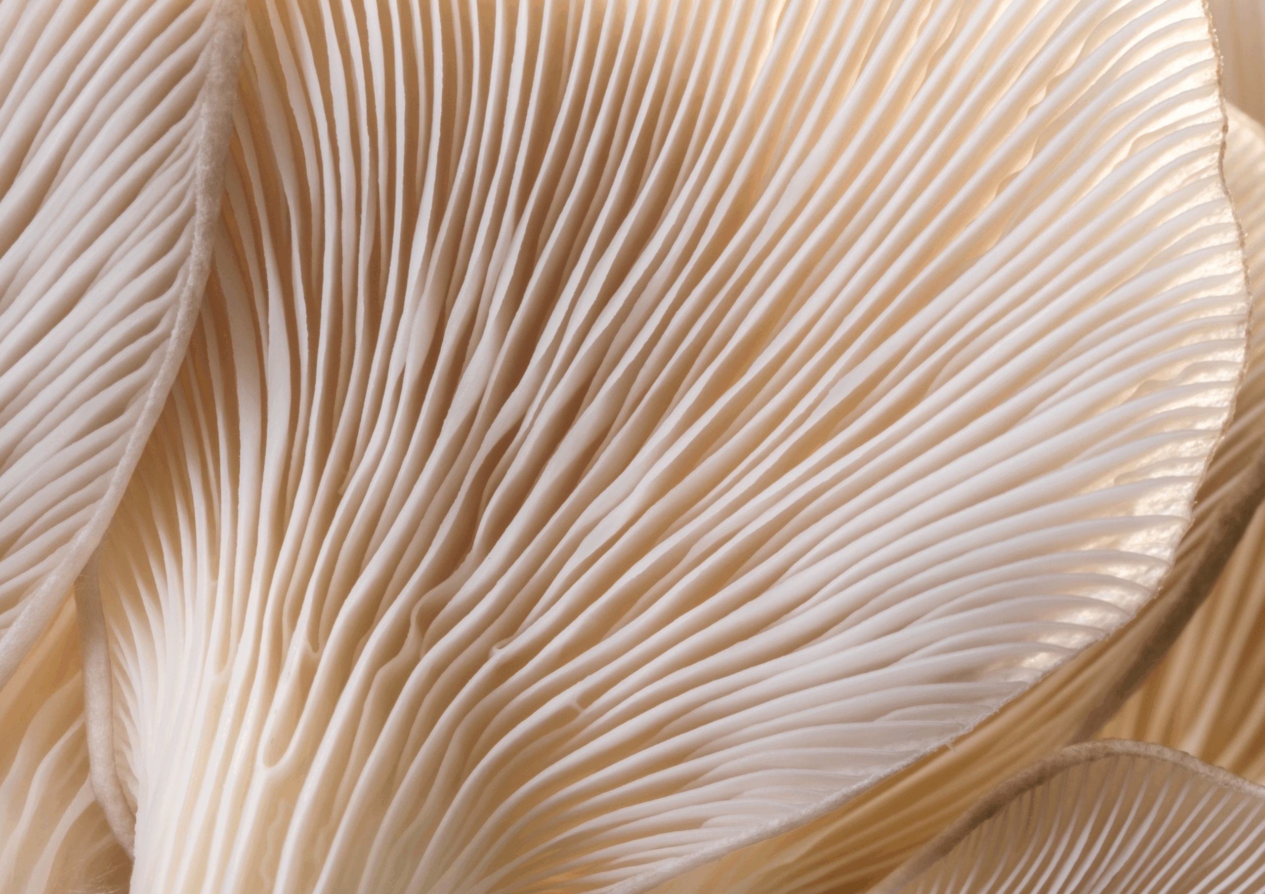 austernseitling Shiitake