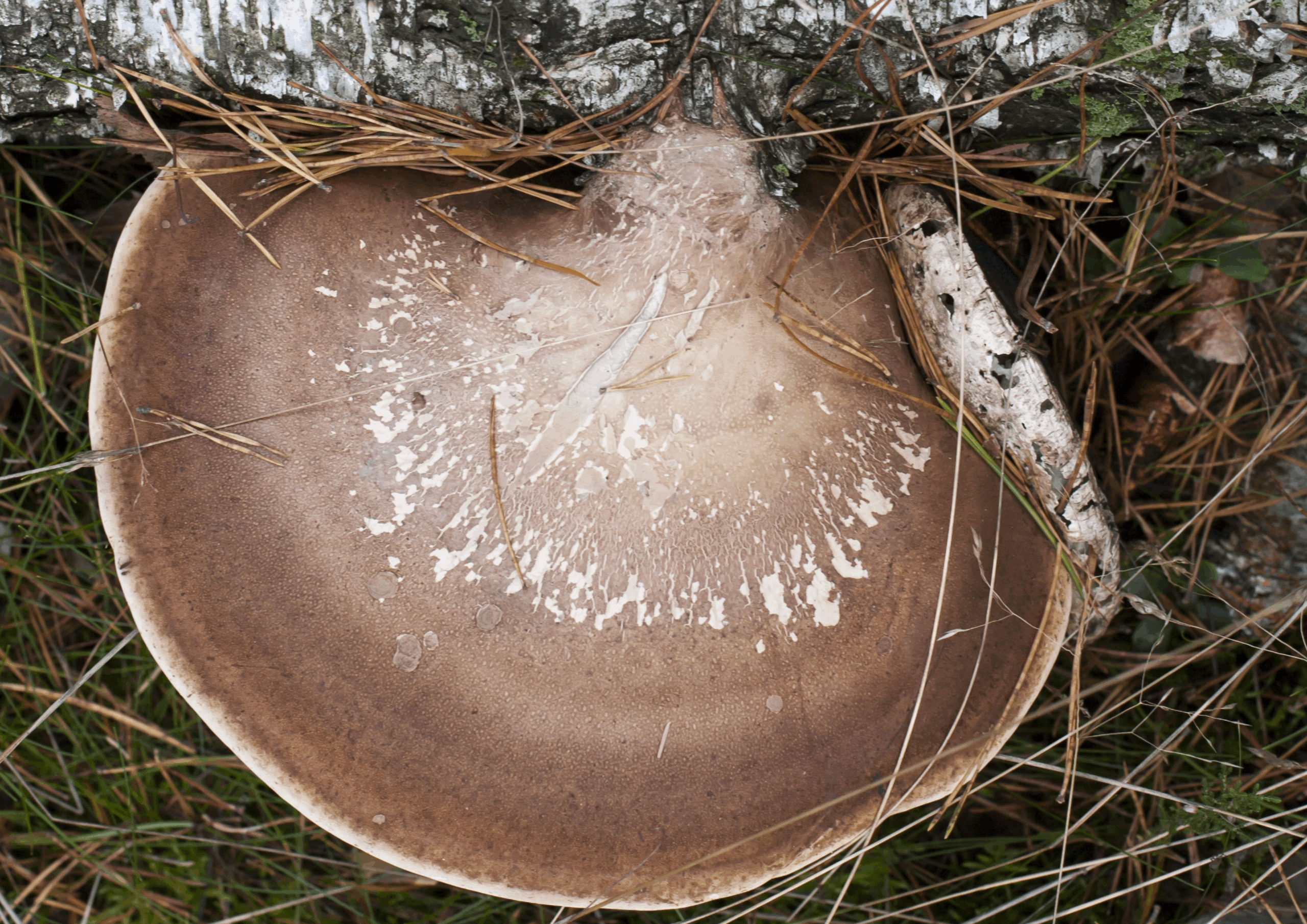 birkenporling Shiitake