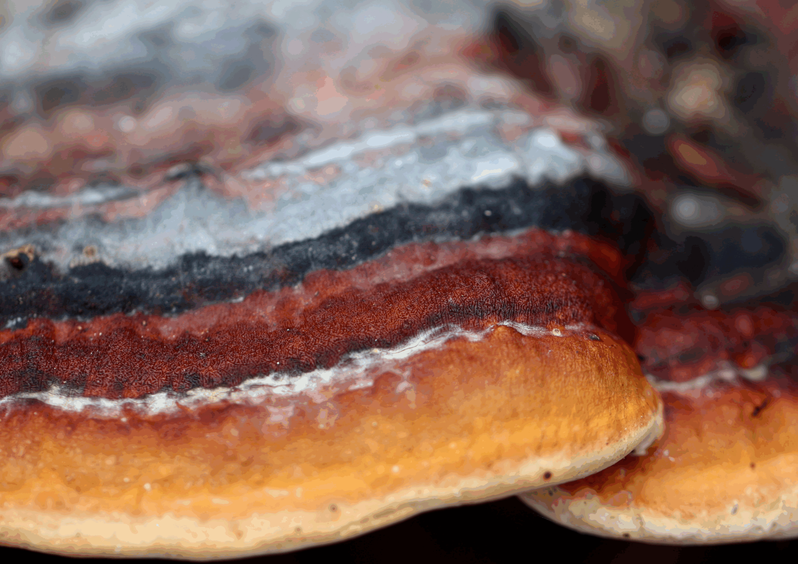 rotrandinger Shiitake