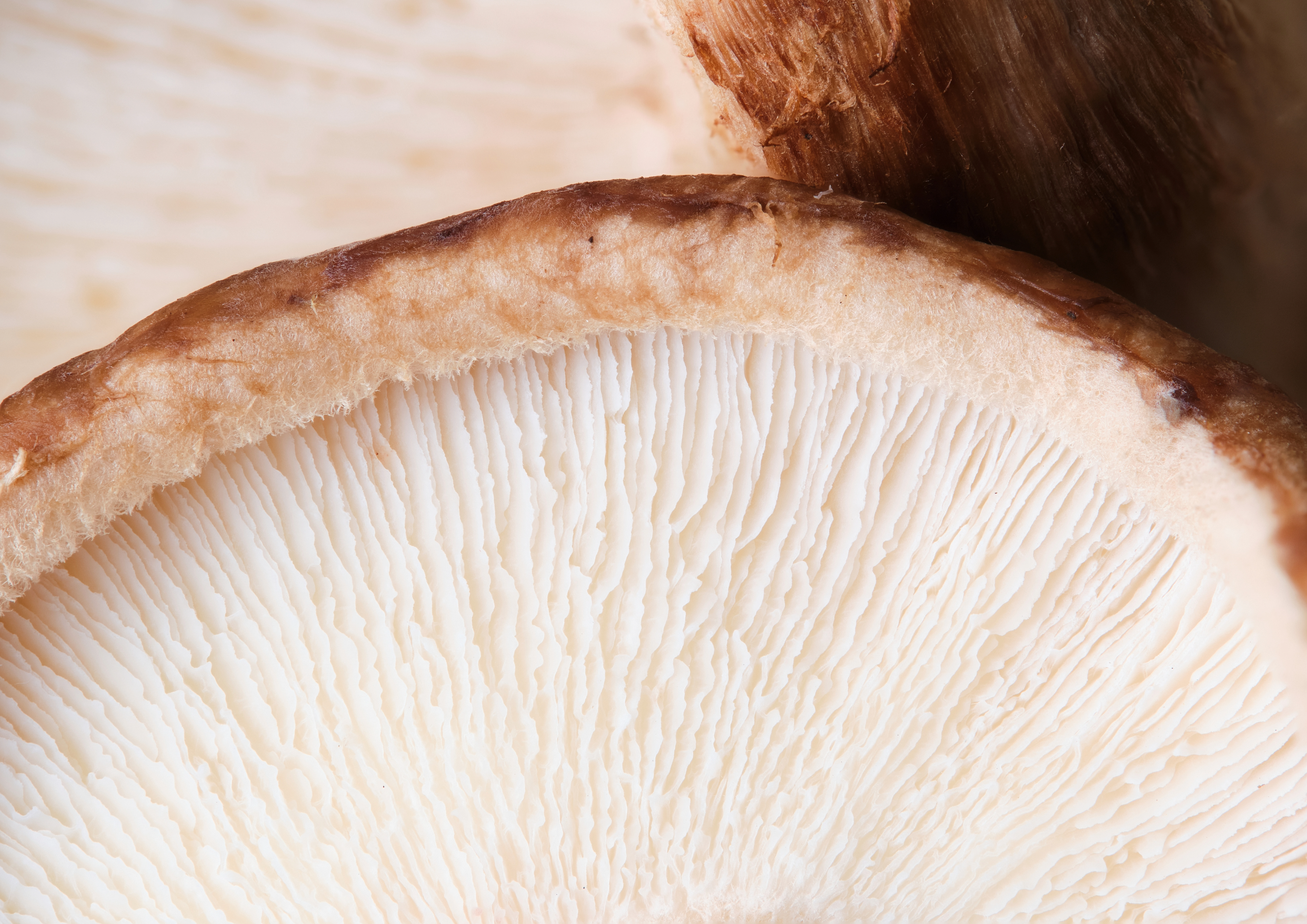 shitake Shiitake